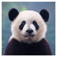 Fotografie Closeup shot of a giant panda bear, Hung_Chung_Chih, 40 × 40 cm