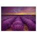 Fotografie Lavender field, Nikki Georgieva V, 40 × 26.7 cm