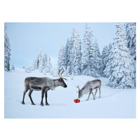 Ilustrace Mother reindeer with her baby and a xmas gift, Per Breiehagen, 40 × 30 cm