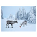 Ilustrace Mother reindeer with her baby and a xmas gift, Per Breiehagen, 40 × 30 cm