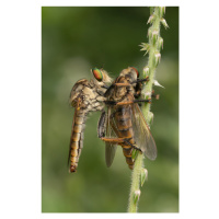 Fotografie Robberfly with prey, Ajar Setiadi, (26.7 x 40 cm)