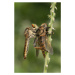 Fotografie Robberfly with prey, Ajar Setiadi, 26.7x40 cm