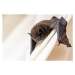 Umělecká fotografie common pipistrelle  a small bat, fermate, (40 x 26.7 cm)