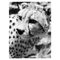 Fotografie Cheetah, Leonardo Monteverde, 30 × 40 cm