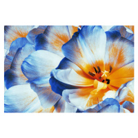 Fotografie Tulips flowers  blue.  Floral, Fnadya76, 40x26.7 cm