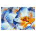 Fotografie Tulips flowers  blue.  Floral, Fnadya76, 40 × 26.7 cm