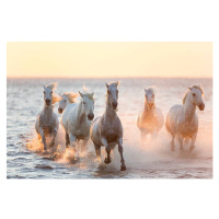 Fotografie White horses running through water, The Camargue, Peter Adams, 40 × 26.7 cm