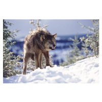 Umělecká fotografie Snarling Wolf, Terry W. Eggers, (40 x 26.7 cm)