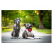 Vsepropejska Elvíra samonavíjecí vodítko pro psa Barva: Černá, Délka vodítka: 5 m