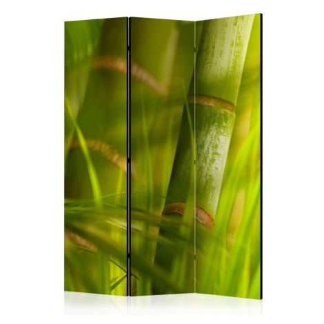 Paraván Bamboo - nature zen Dekorhome 225x172 cm (5-dílný)