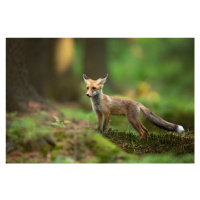 Fotografie Red Fox, Milan Zygmunt, 40 × 26.7 cm