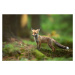 Fotografie Red Fox, Milan Zygmunt, 40 × 26.7 cm