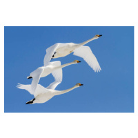 Fotografie Whooper swans flying in blue sky, Jeremy Woodhouse, (40 x 26.7 cm)