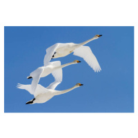 Fotografie Whooper swans flying in blue sky, Jeremy Woodhouse, 40 × 26.7 cm