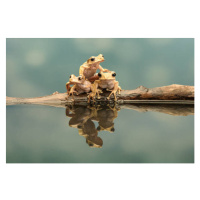 Fotografie Close-up of borneo eared frogs, Gary Davis / 500px, 40 × 26.7 cm