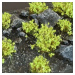 Dekorace GamersGrass - Green Shrubs