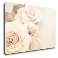 Impresi Obraz Růže světlé - 60 x 40 cm