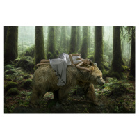 Fotografie Dream Bear, Marcel Egger, 40 × 26.7 cm