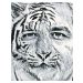 Malování podle čísel - OBRAZ PODLE VLASTNÍ FOTOGRAFIE - Umělecký styl Tygří obličej Rozměr: 40x5