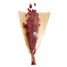 Sušina Lesknice Chrastice barvená červená 76cm