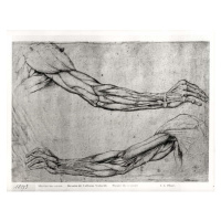 Obrazová reprodukce Study of Arms, Leonardo da (attr.to) Vinci, 40x30 cm