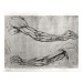 Leonardo da (attr.to) Vinci - Obrazová reprodukce Study of Arms, (40 x 30 cm)