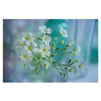 Fotografie White spring, Shihya Kowatari, 40x26.7 cm
