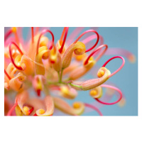 Fotografie Closeup beautiful Banksia flower, background with, imamember, 40x26.7 cm