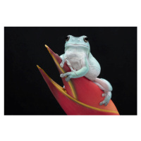 Fotografie Whites Tree Frog, Linda D Lester, 40 × 26.7 cm