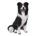 Pes ovčácký sedící polyresin bílo-černý 27cm