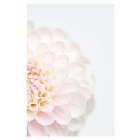 Fotografie Pink Flower No2, Studio Collection, 26.7 × 40 cm