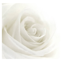 Fotografie A close-up of a single white rose, VIDOK, 40x35 cm