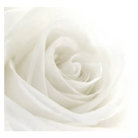 Fotografie A close-up of a single white rose, VIDOK, 40 × 30 cm