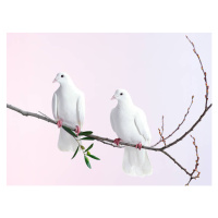 Umělecká fotografie Two white doves with olive branch, John Scott, (40 x 30 cm)