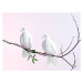 Fotografie Two white doves with olive branch, John Scott, (40 x 30 cm)