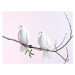 Fotografie Two white doves with olive branch, John Scott, 40 × 30 cm