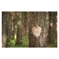 Fotografie Pine Heart, Pobytov, 40 × 26.7 cm