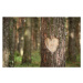 Fotografie Pine Heart, Pobytov, 40 × 26.7 cm