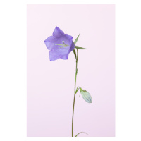 Fotografie Bluebell pink background, Studio Collection, 26.7 × 40 cm