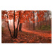 MS-5-0095 Vliesová obrazová fototapeta Misty Forest, velikost 375 x 250 cm