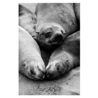 Umělecká fotografie Three Cape Fur Seals sleeping at, Jason Jones Travel Photography, (26.7 x 40