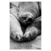 Umělecká fotografie Three Cape Fur Seals sleeping at, Jason Jones Travel Photography, (26.7 x 40