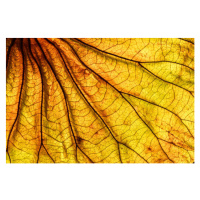 Fotografie Abstract backlit leaf background, ilbusca, 40x26.7 cm