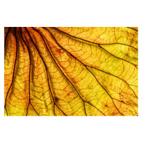 Fotografie Abstract backlit leaf background, ilbusca, 40 × 26.7 cm