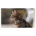 Tractive GPS CAT Mini