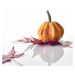 Fotografie Decorative colorful mini pumpkin, Stellar-Serbia, 40x40 cm