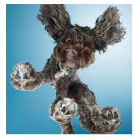 Fotografie Labradoodle dog dancing, Gandee Vasan, 40 × 40 cm