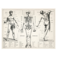 Ilustrace Antique Illustration of the Human Body & Skeleton (Biology), 40 × 30 cm