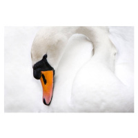 Fotografie Mute Swan, Switzerland, Manuel ROMARIS, 40 × 26.7 cm