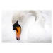 Fotografie Mute Swan, Switzerland, Manuel ROMARIS, 40 × 26.7 cm